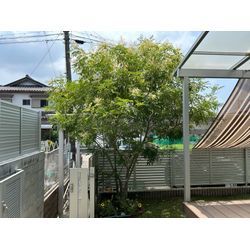 剪定ご依頼頂きました　シマトネリコの画像1