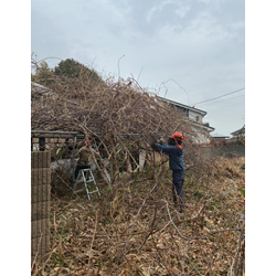 「手に負えなくなる前に。春前のお庭リセット週間」の画像1