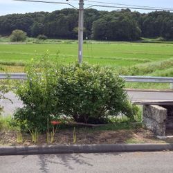 やはり 暑さ 寒さも彼岸までの画像1