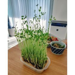 豆苗、立派に育ちました🌱チキンソテーに添えての画像2