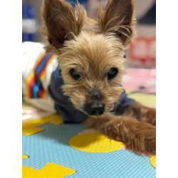 【犬のペットシッター】ヨーキーのハッピーくんのお世話の様子の画像2