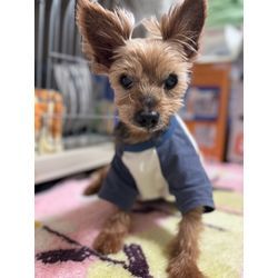 【犬のペットシッター】ヨーキーのハッピーくんのお世話の様子の画像1