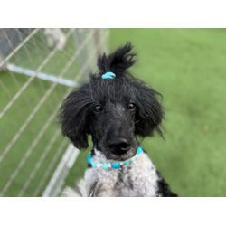 今年もありがとうございました！年内最終日の画像3