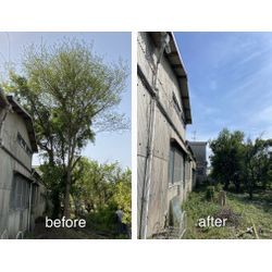 ふじみ野市の植木屋です‼️お見積もり即日でお伺い致します^_^  高木・ロープ作業を含む剪定・伐採の対応事例の画像3