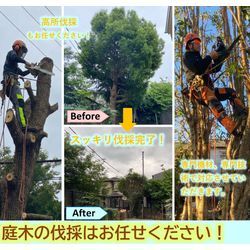 ふじみ野市の植木屋です‼️お見積もり即日でお伺い致します^_^  高木・ロープ作業を含む剪定・伐採の対応事例の画像1