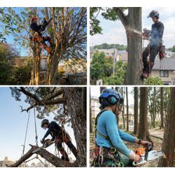 ふじみ野市の植木屋です‼️お見積もり即日でお伺い致します^_^  高木・ロープ作業を含む剪定・伐採の対応事例の画像2
