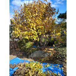 今日も年末のお庭のお手入れ　〜ロウバイが咲きだしました♪〜　群馬高崎の植木屋ゆうさんブログの画像1