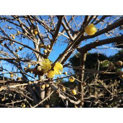 今日も年末のお庭のお手入れ　〜ロウバイが咲きだしました♪〜　群馬高崎の植木屋ゆうさんブログの画像3