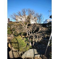 今日も年末のお庭のお手入れ　〜ロウバイが咲きだしました♪〜　群馬高崎の植木屋ゆうさんブログの画像2