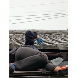 民泊ネズミ駆除の画像1