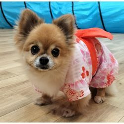 店長の愛犬 チワワのはなちゃん！の画像1