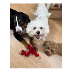 6月もたくさんのご依頼をありがとうございました🐾の画像1