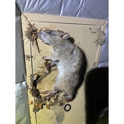 千葉県成田市ネズミ駆除の画像1