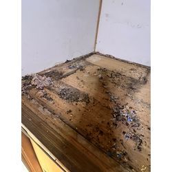 ネズミ　侵入　福岡県柳川市の画像1