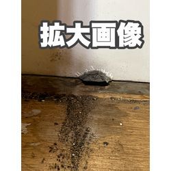 ネズミ　侵入　福岡県柳川市の画像3