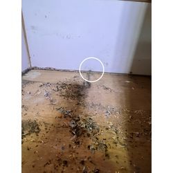 ネズミ　侵入　福岡県柳川市の画像2