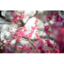 2月・3月・4月ご予約リクエストはお早めに！の画像1