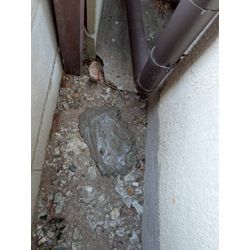 ☆埼玉県越谷市からネズミ駆除のご依頼の画像2