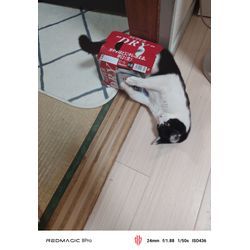 今年拾った猫ちゃん（チョムくん）元気にしています！の画像1