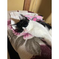 今年拾った猫ちゃん（チョムくん）元気にしています！の画像3