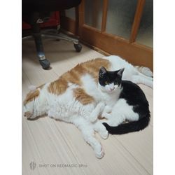 今年拾った猫ちゃん（チョムくん）元気にしています！の画像2