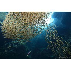 二十四節気「立秋」、七十二候「涼風至」。の画像1