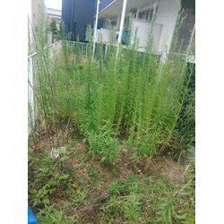 春日井市にて草刈りの画像1