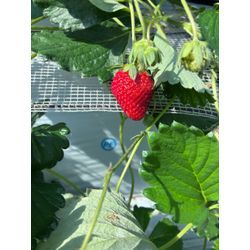 復帰しています！3月のご予約状況のお知らせの画像2