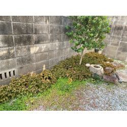 【草抜き作業のビフォーアフター】の画像1