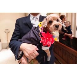 可愛いお花をつけたリングドッグちゃんの画像1