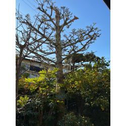 6mのモミの木の伐採の画像1