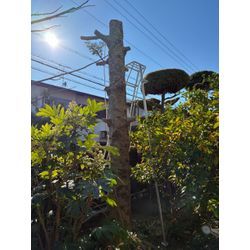 6mのモミの木の伐採の画像2