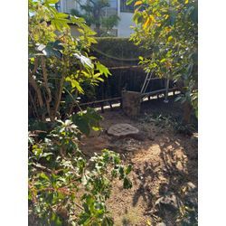 6mのモミの木の伐採の画像3