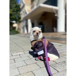 リングドッグちゃんトータルでお任せいただけますの画像1