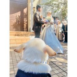 リングドッグちゃんトータルでお任せいただけますの画像3