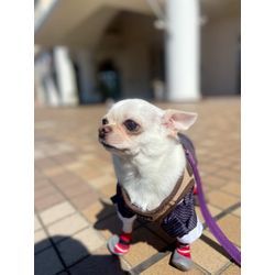 リングドッグちゃんトータルでお任せいただけますの画像2