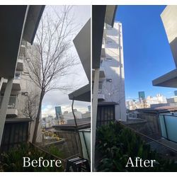 目黒区 ロープ併用の高所剪定｜建物・周囲に配慮した安全施工事例の画像1