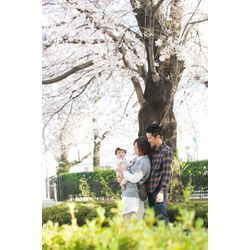 神奈川県南区にある東林間さくら公園 での桜🌸初節句ファミリーフォト撮影の画像3