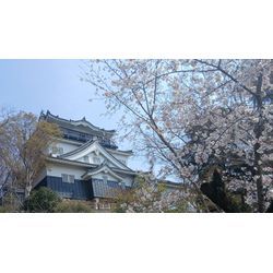 お花見行きましたか?の画像2