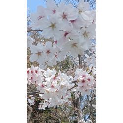 お花見行きましたか?の画像1