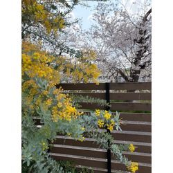 春満喫🌸の画像1