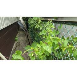 倉庫周りの掃除の画像1