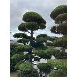 貝塚伊吹の剪定の画像1