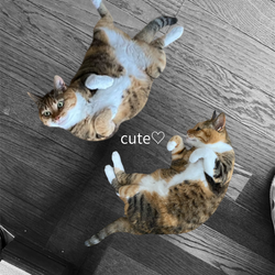 この日は猫ちゃん祭り♡の画像1