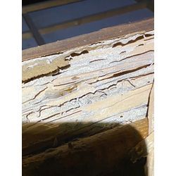 シロアリ　駆除　福岡県大川市の画像1