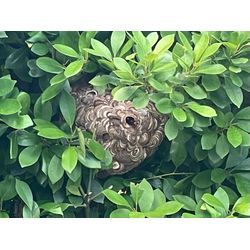 ハチ駆除の画像1