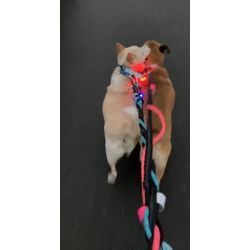 ただの散歩で泣けた理由…✨の画像1