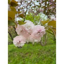 八重桜の画像1