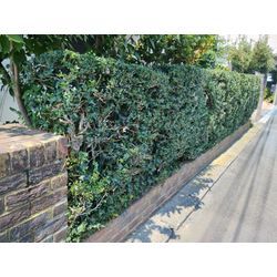 今日は太田市で生垣剪定〜群馬高崎の植木屋ゆうさんブログ〜の画像2
