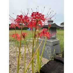 久留米市での遺品整理の画像1